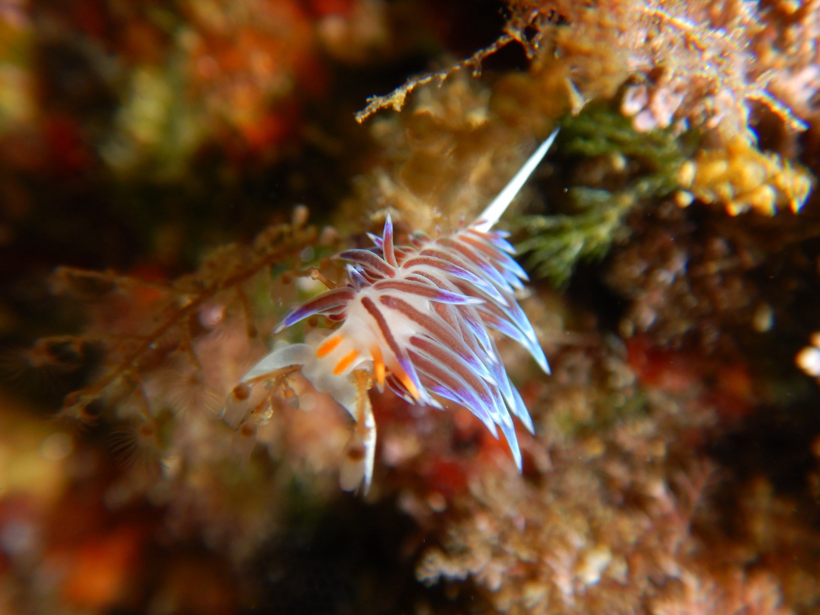 Cratena
