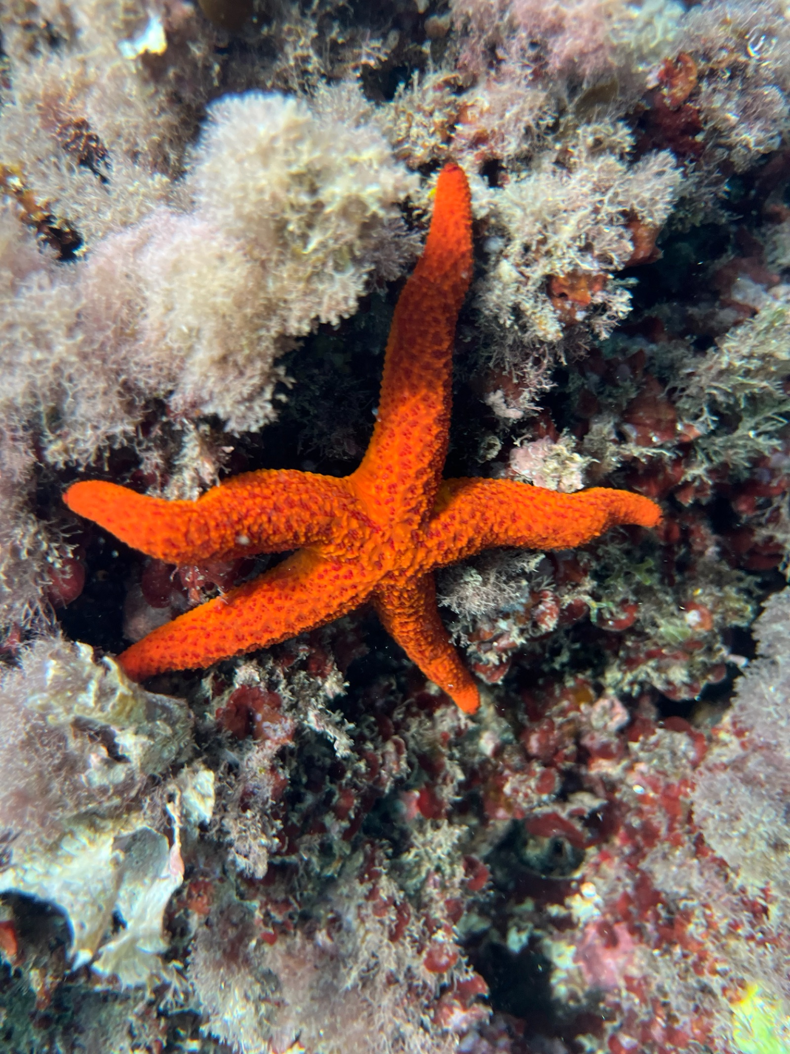 Stella marina rossa