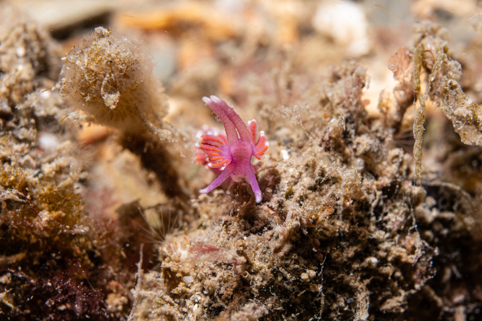 Flabellina viola