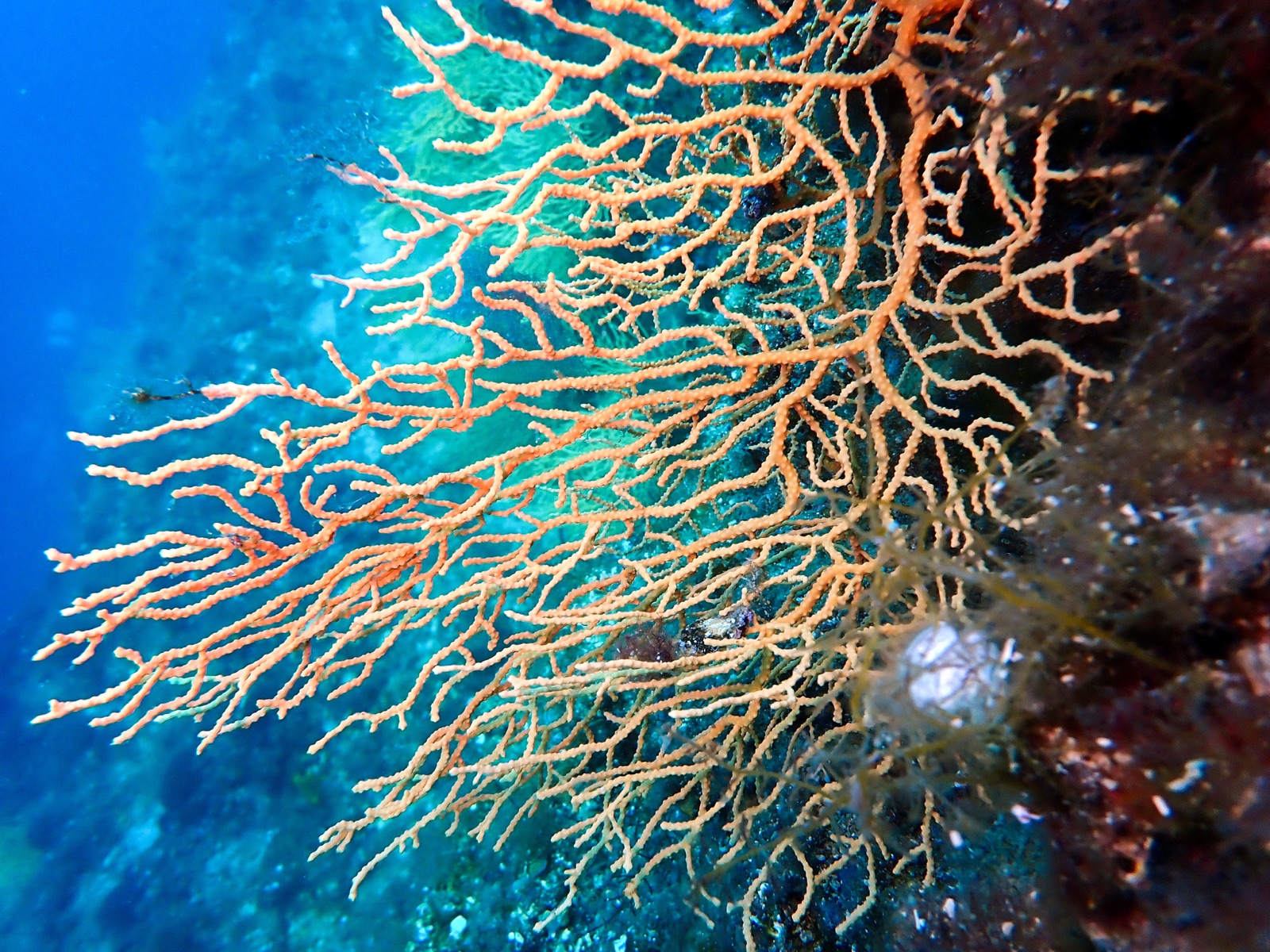 Gorgonia gialla