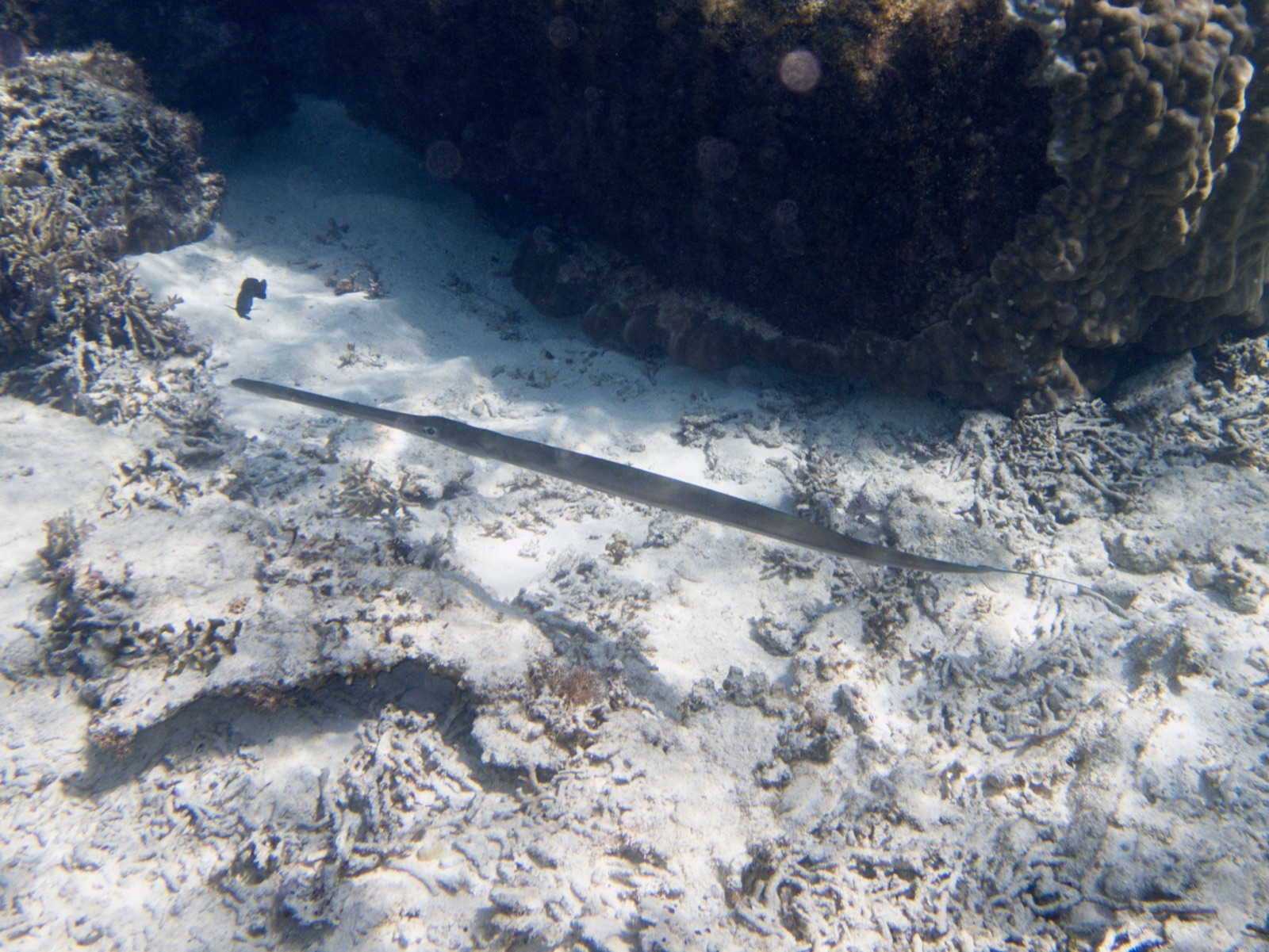 Pesce flauto