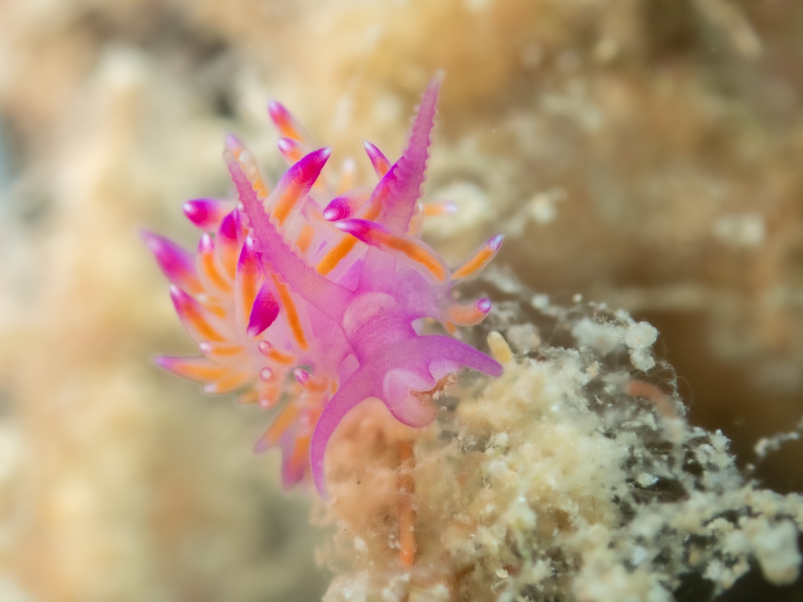 Flabellina