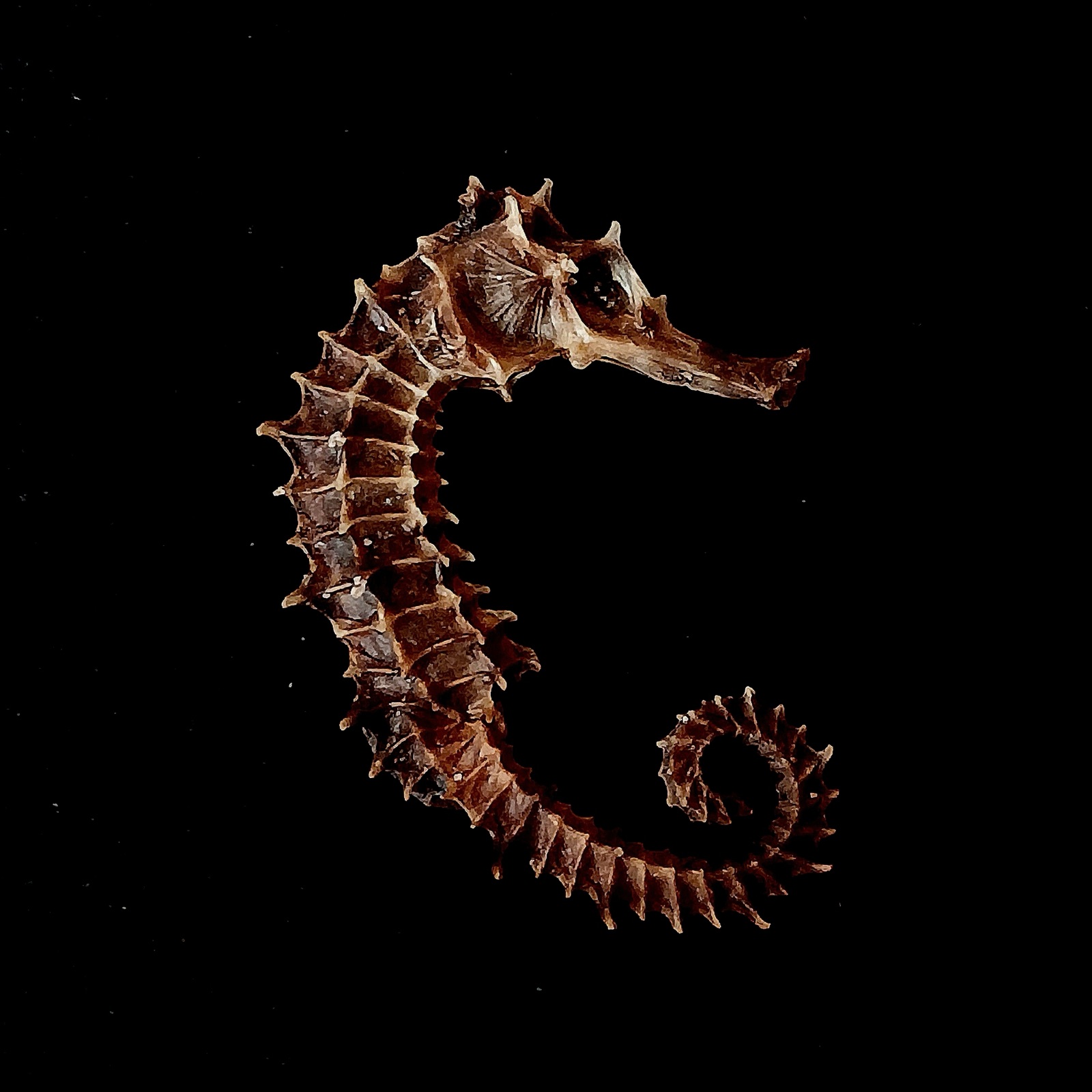 Cavalluccio marino