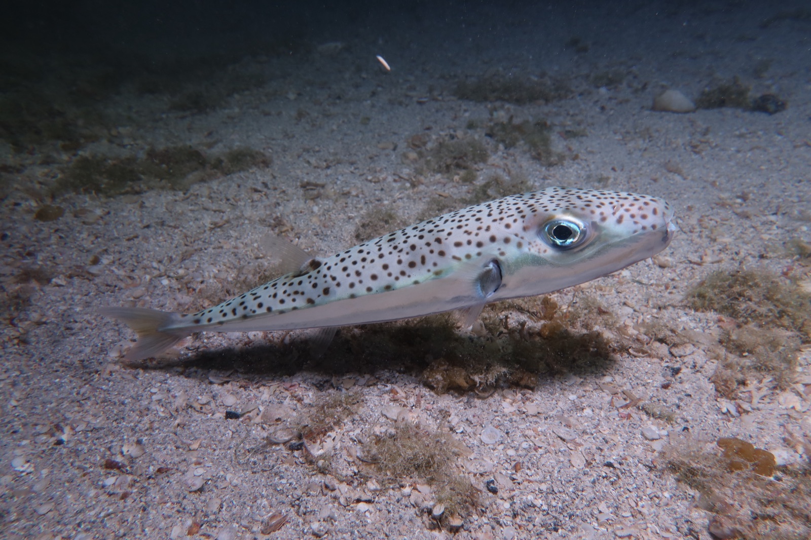 Pesce palla maculato