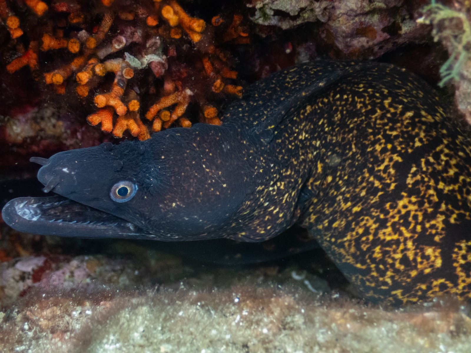 Murena mediterranea