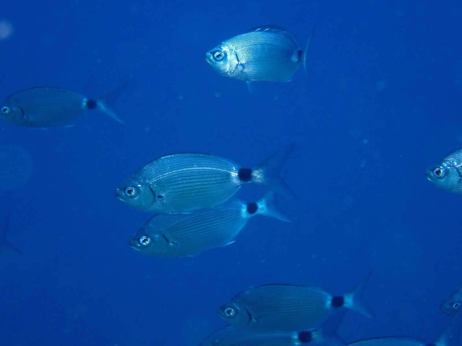 Occhiata