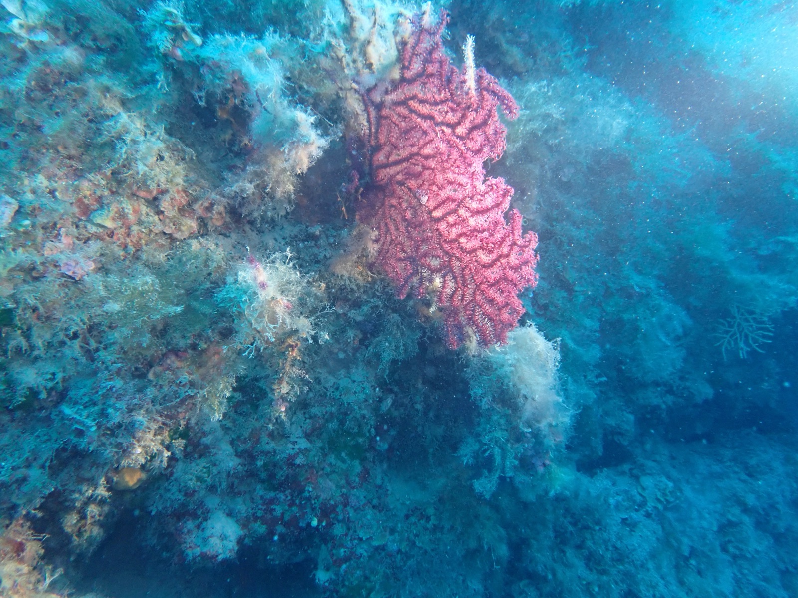 Gorgonia rossa