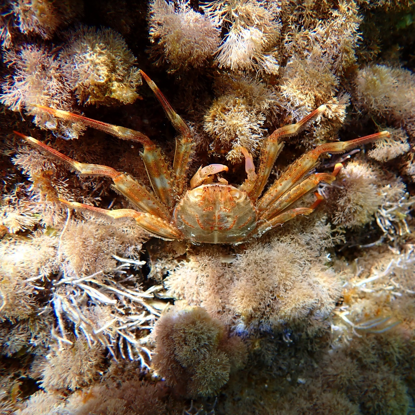 Granchio corridore