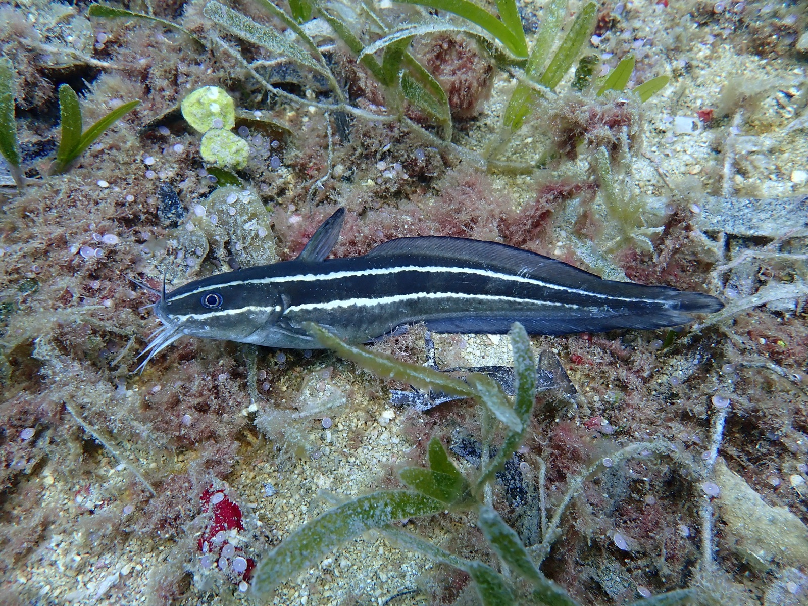 Pesce gatto corallino