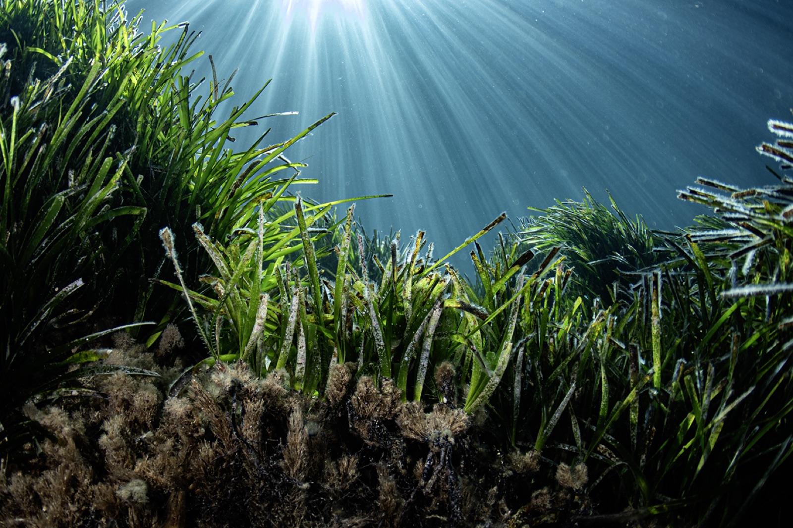 Posidonia