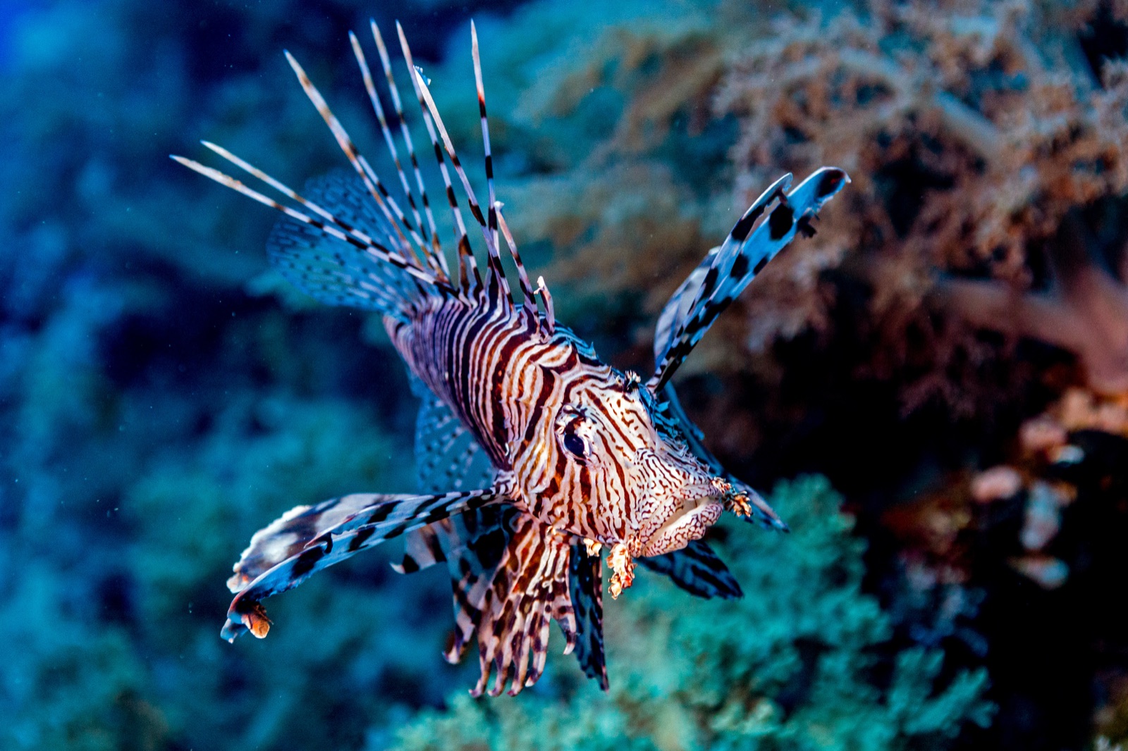 Pesce leone