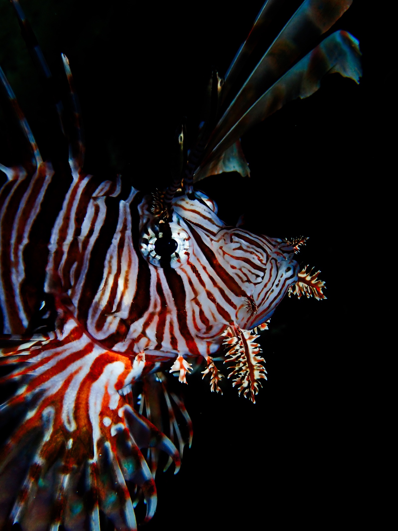 Pesce leone rosso