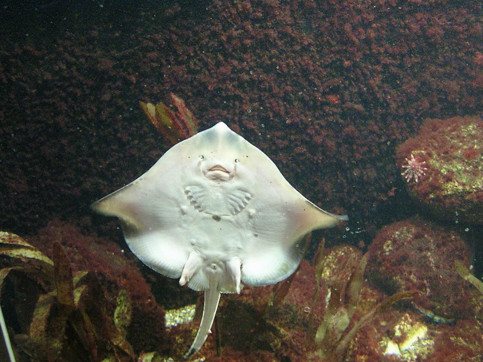 Razza chiodata
