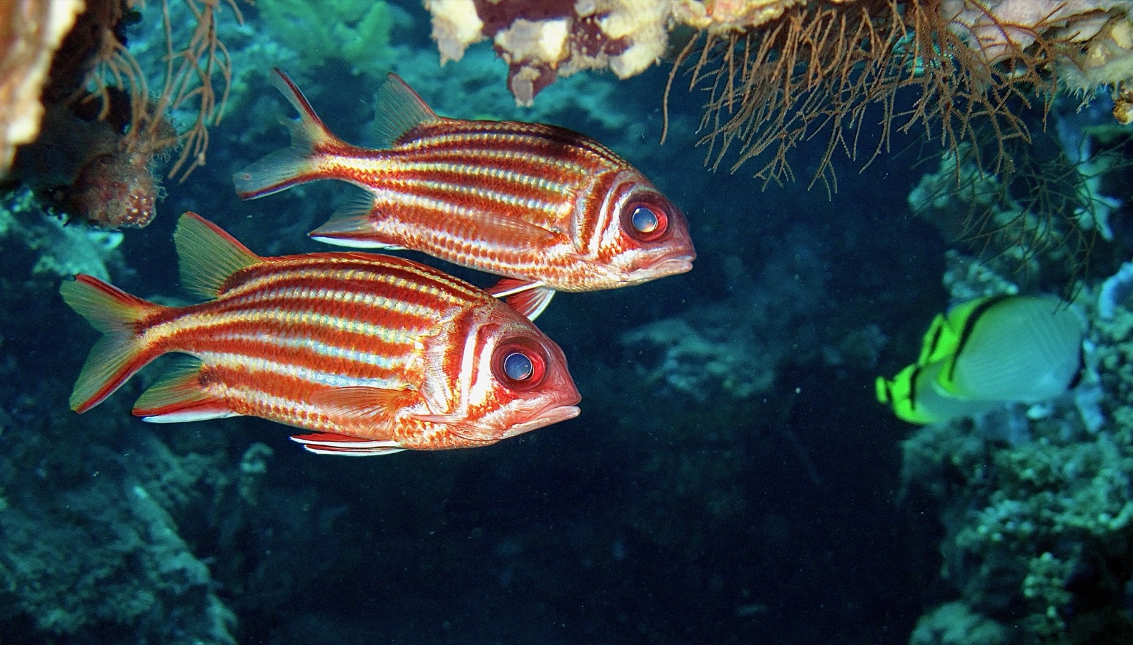 Pesce scoiattolo