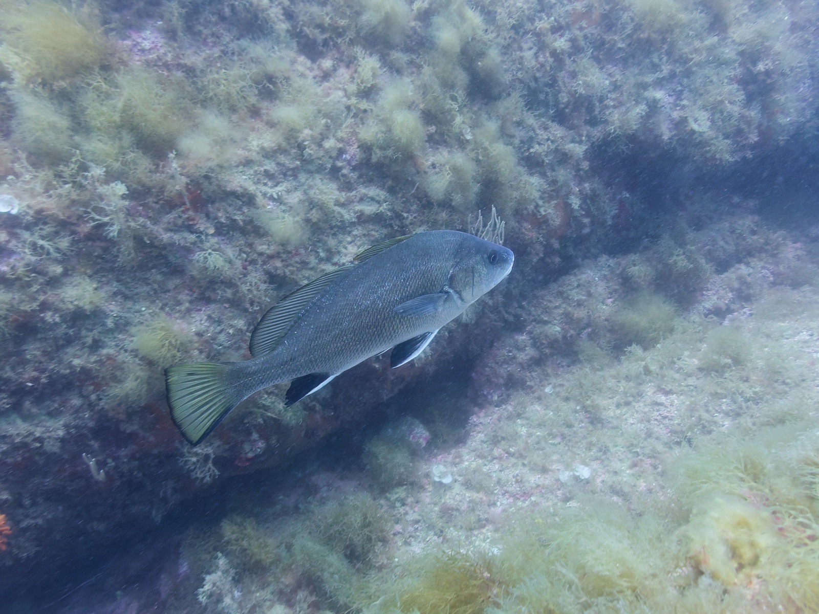Corvina