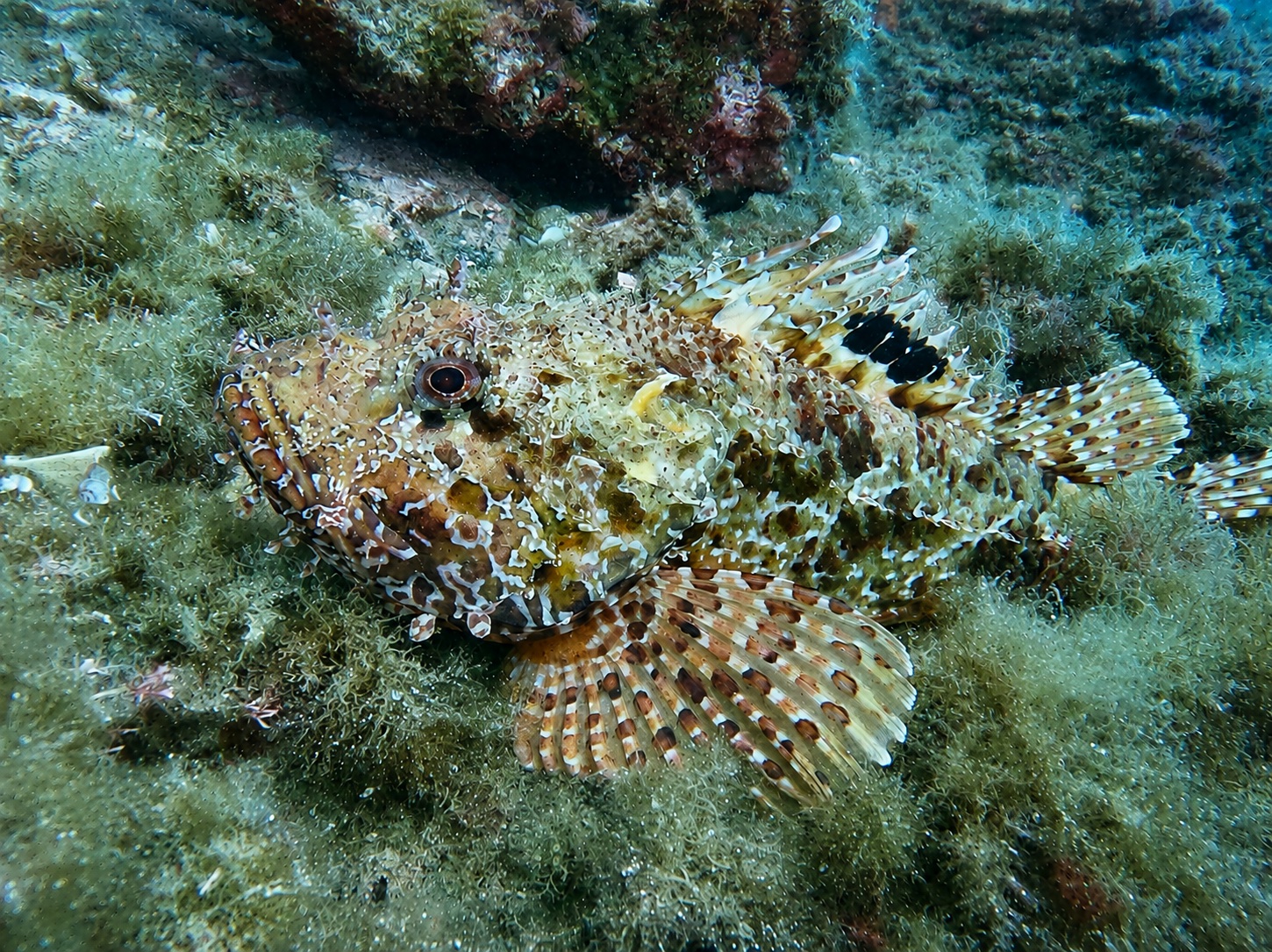 Scorfano rosso