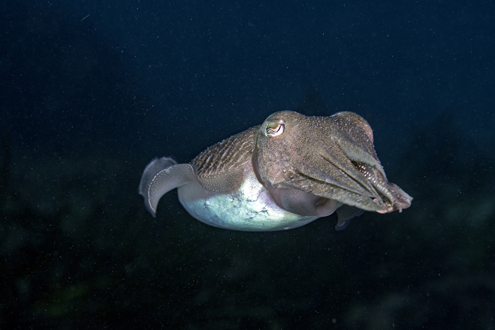 Seppia comune