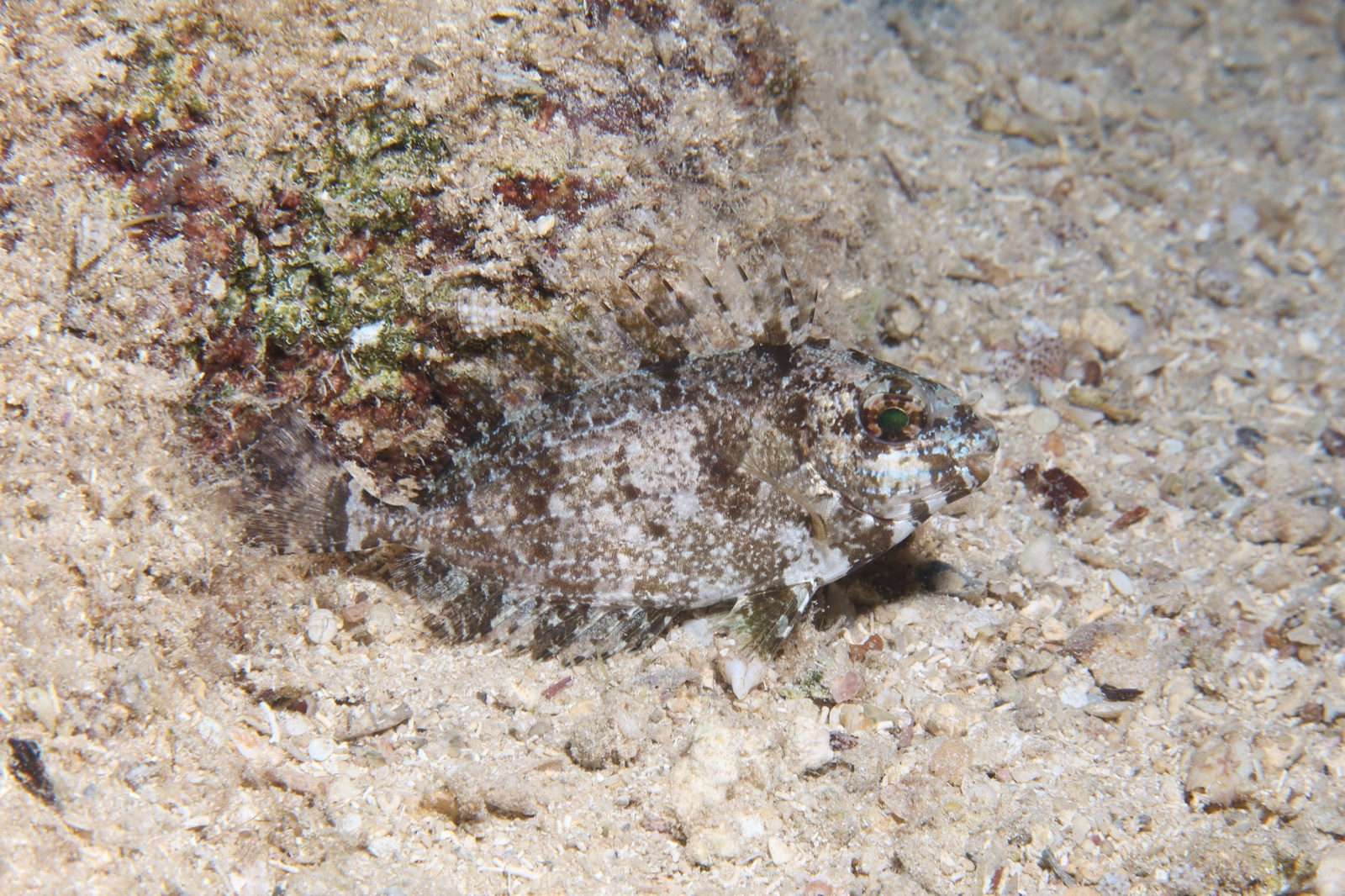 Pesce coniglio scuro