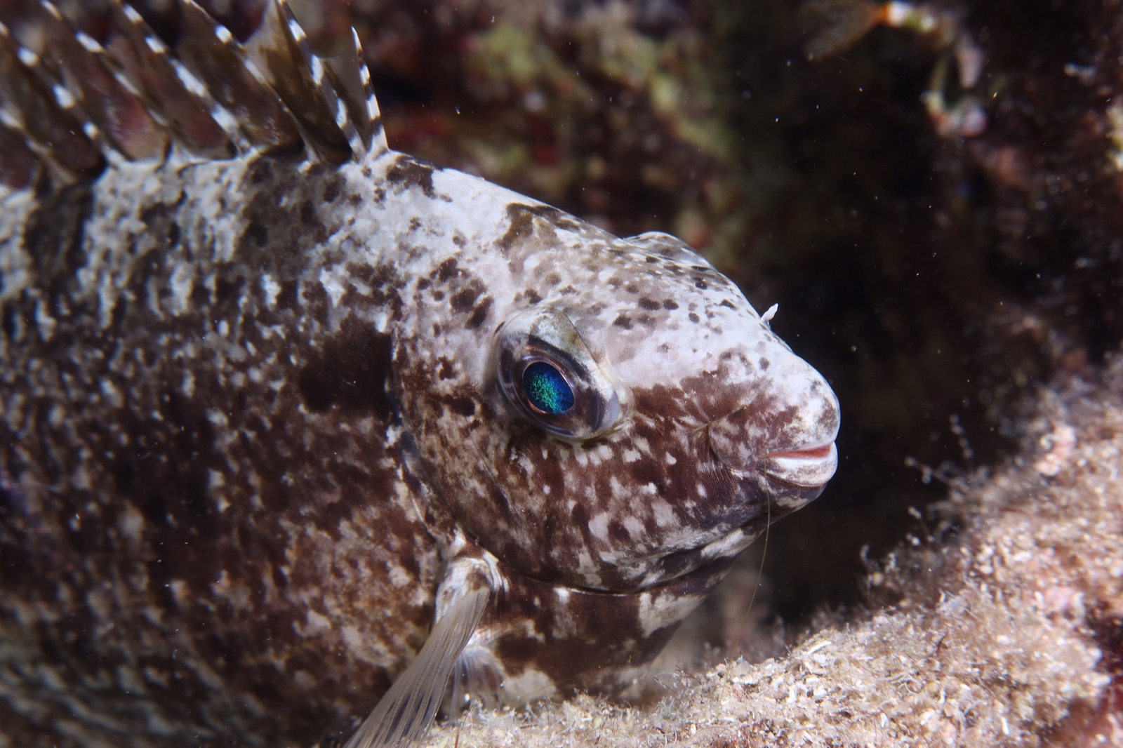 Pesce coniglio striato