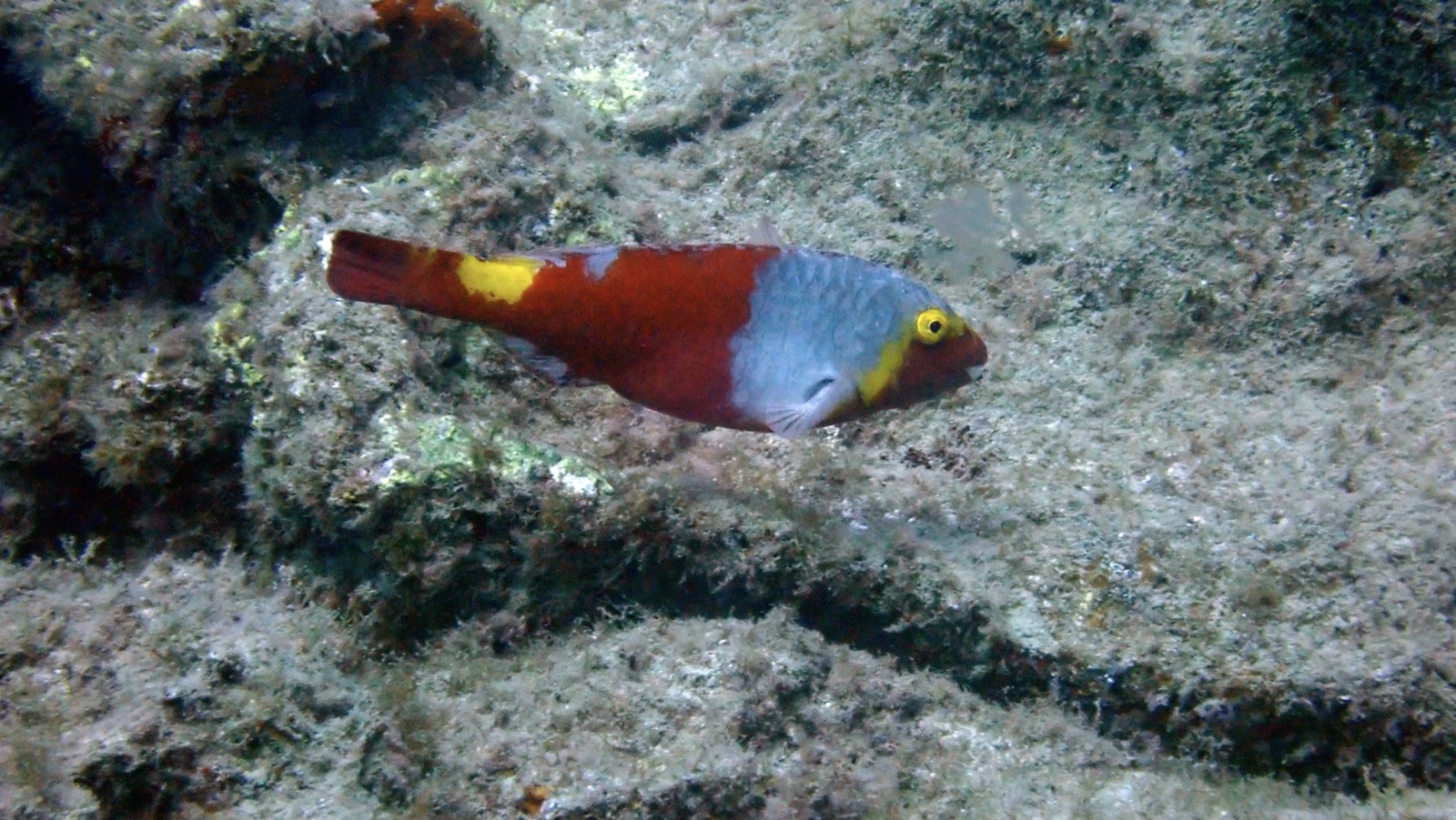 Pesce pappagallo