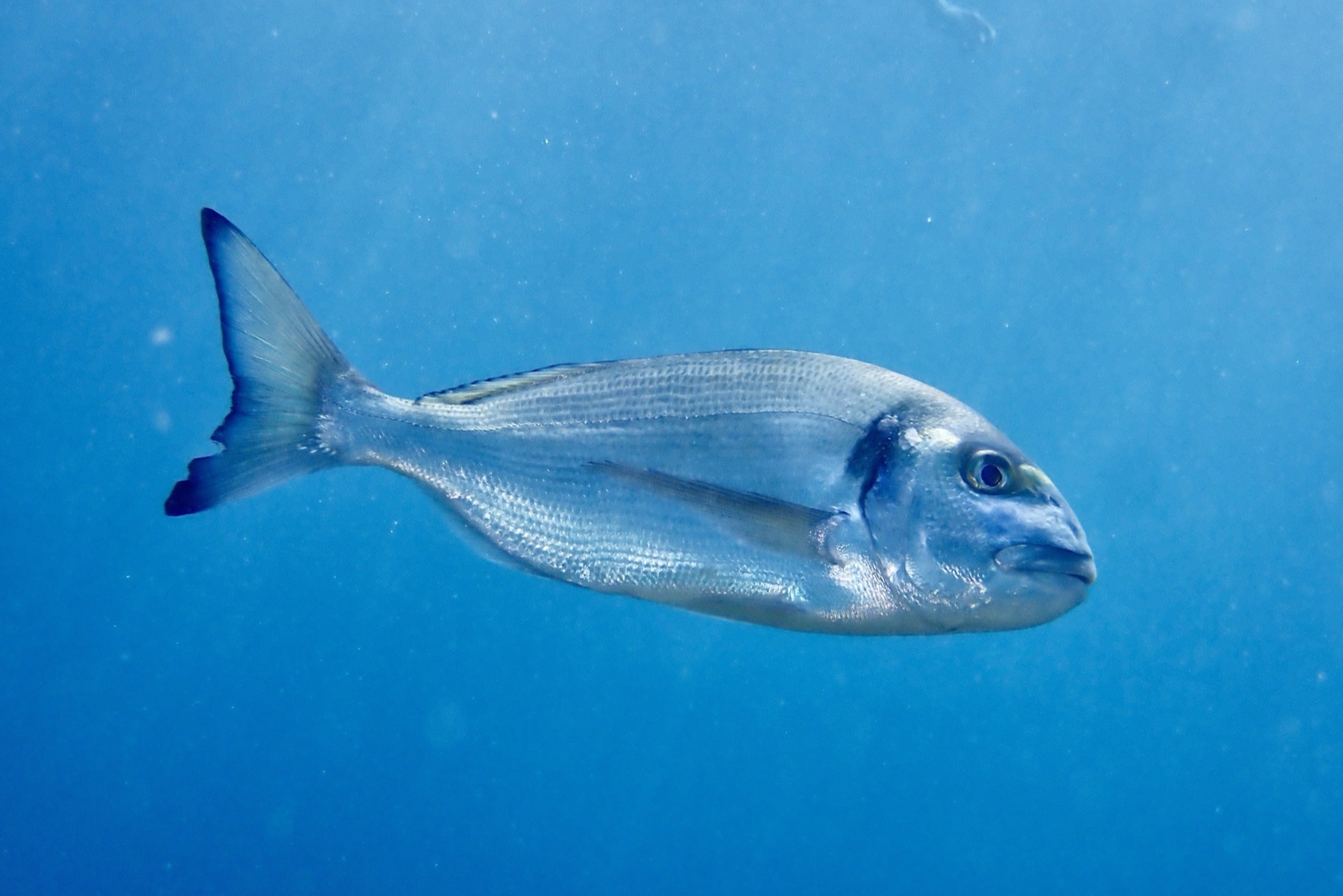 Orata