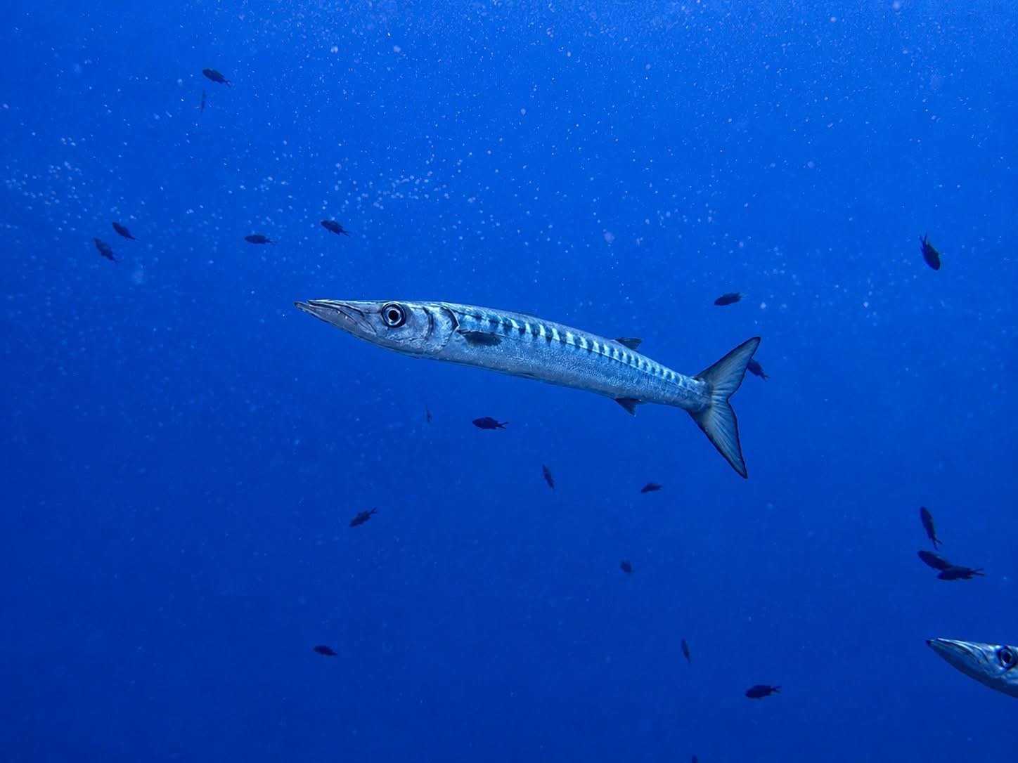 Barracuda mediterraneo